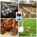 Tiere Bio-Mittel für Futtermittelzusatzstoffe